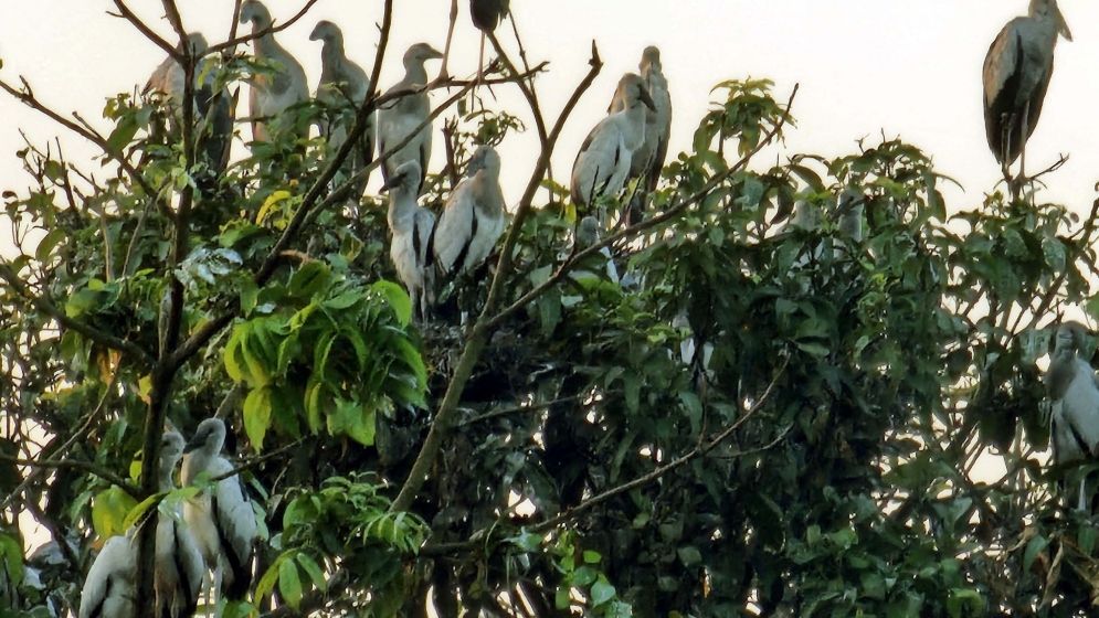 নাটোরের তিরাইল এখন পাখির গ্রাম দিনরাত পাখিদের কুহু-কলতানে মুখরিত হয়ে থাকে পুরো এলাকা।