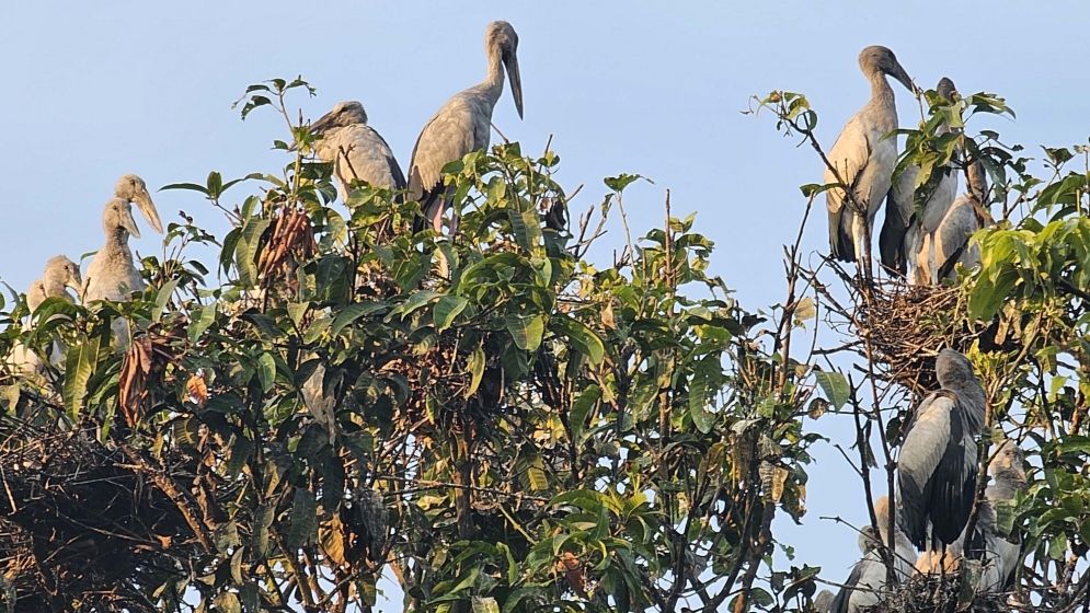 নাটোরের তিরাইল এখন পাখির গ্রাম দিনরাত পাখিদের কুহু-কলতানে মুখরিত হয়ে থাকে পুরো এলাকা।
