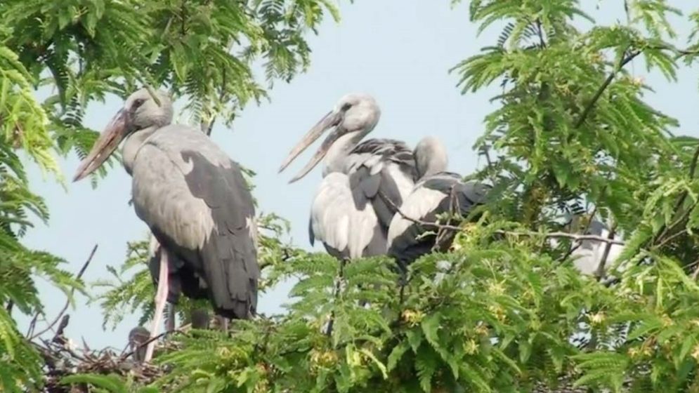 নাটোরের তিরাইল এখন পাখির গ্রাম দিনরাত পাখিদের কুহু-কলতানে মুখরিত হয়ে থাকে পুরো এলাকা।