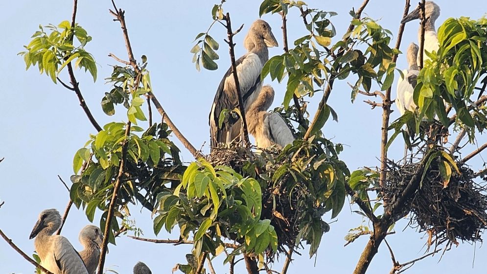 নাটোরের তিরাইল এখন পাখির গ্রাম দিনরাত পাখিদের কুহু-কলতানে মুখরিত হয়ে থাকে পুরো এলাকা।