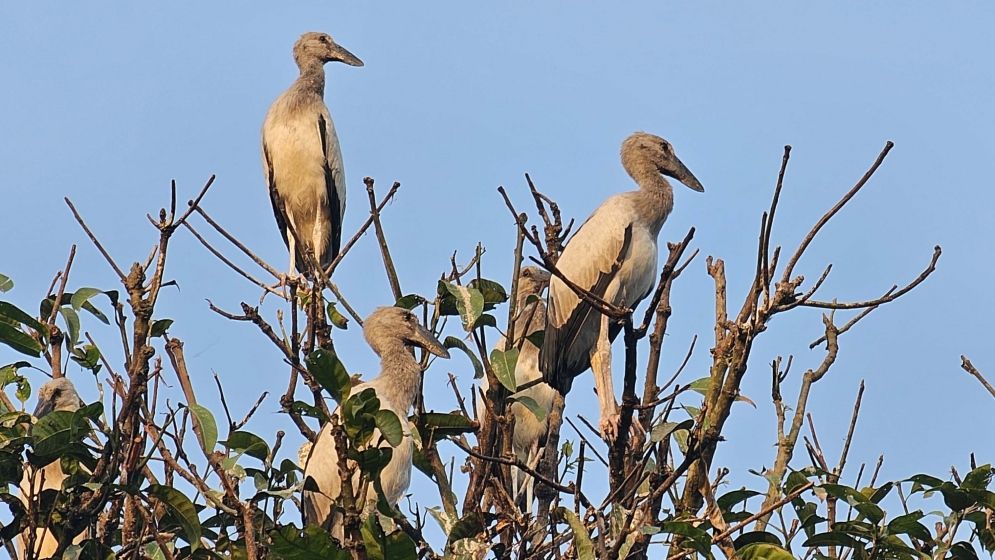 নাটোরের তিরাইল এখন পাখির গ্রাম দিনরাত পাখিদের কুহু-কলতানে মুখরিত হয়ে থাকে পুরো এলাকা।