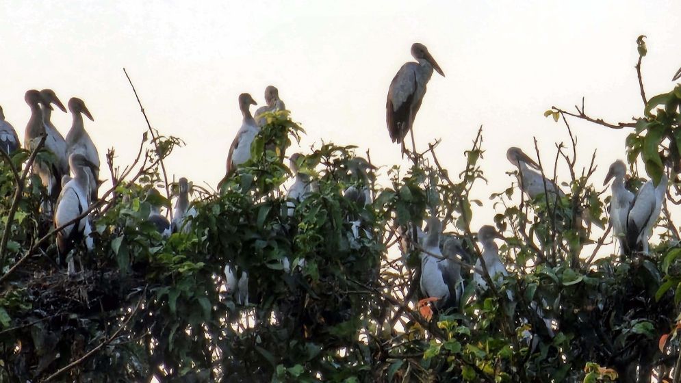 নাটোরের তিরাইল এখন পাখির গ্রাম দিনরাত পাখিদের কুহু-কলতানে মুখরিত হয়ে থাকে পুরো এলাকা।
