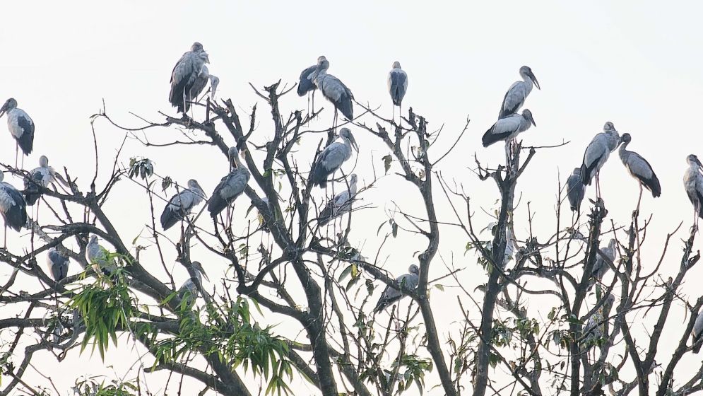 নাটোরের তিরাইল এখন পাখির গ্রাম দিনরাত পাখিদের কুহু-কলতানে মুখরিত হয়ে থাকে পুরো এলাকা।